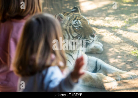 Zwei Mädchen einen sibirischen Tiger durch das Glas von dem Gehäuse Stockfoto