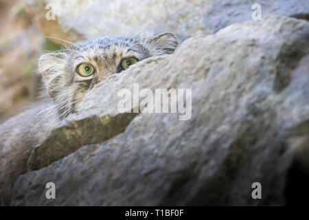 Manul otocolobus manul (CAT) von der Kamera, von hinter einem Felsen. Nahaufnahme, Porträt mit kopieren. Stockfoto