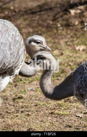 Zwei Erwachsene von Darwin Nandu (Rhea pennata), auch bekannt als das kleinere Rhea. Stockfoto