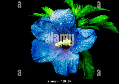 Blaue Blume mit Wassertropfen auf Blüten auf schwarzem Hintergrund Stockfoto