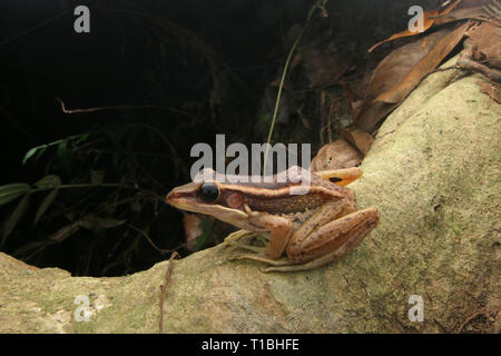 Grüne Reisfelder Frosch, Stockfoto