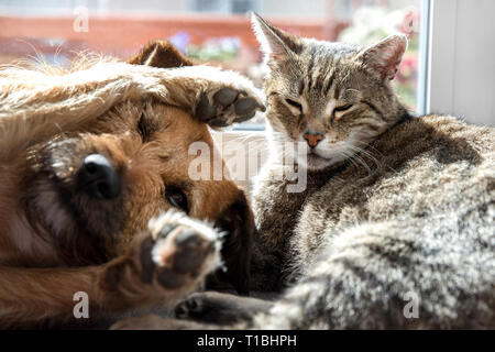 Katze mit Hund schlafen Stockfoto