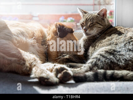 Katze mit Hund schlafen Stockfoto