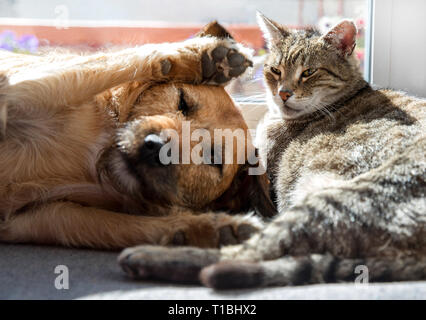 Katze mit Hund schlafen Stockfoto