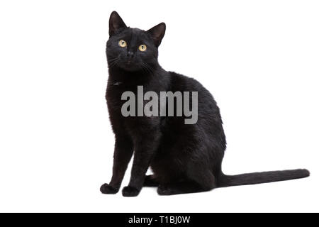 Schwarze Katze auf einem weißen Hintergrund Stockfoto