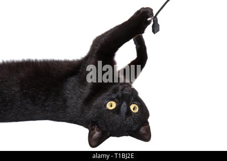 Schwarze Katze auf einem weißen Hintergrund Stockfoto