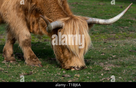 Schottische Higlander grasende Kuh auf einer Wiese im Nationalpark New Forest, England. Stockfoto