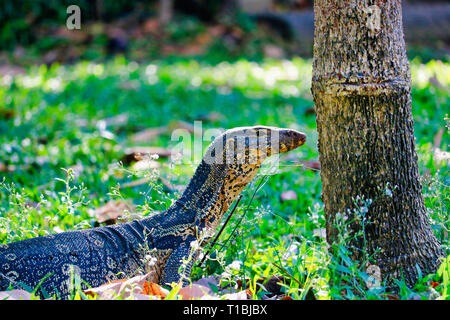 Dieses einzigartige Bild zeigt die höchst gefährliche große Komodo Drachen in der berühmten Lumpini Park in Bangkok. Stockfoto