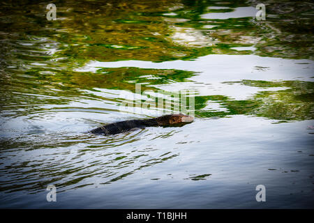 Dieses einzigartige Bild zeigt die höchst gefährliche große Komodo Drachen in der berühmten Lumpini Park in Bangkok. Stockfoto