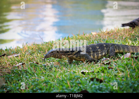 Dieses einzigartige Bild zeigt die höchst gefährliche große Komodo Drachen in der berühmten Lumpini Park in Bangkok. Stockfoto