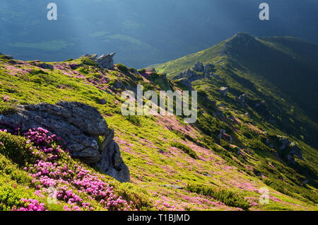 Landschaft mit Blumen. Sommer in den Bergen. Blühende Rhododendron Stockfoto