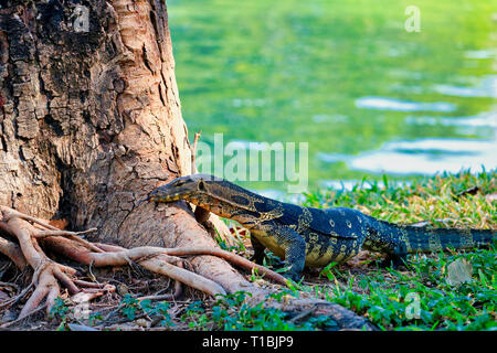 Dieses einzigartige Bild zeigt die höchst gefährliche große Komodo Drachen in der berühmten Lumpini Park in Bangkok. Stockfoto