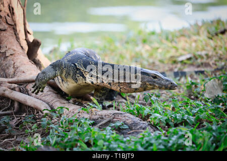 Dieses einzigartige Bild zeigt die höchst gefährliche große Komodo Drachen in der berühmten Lumpini Park in Bangkok. Stockfoto