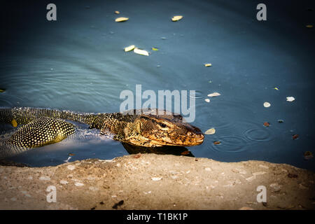 Dieses einzigartige Bild zeigt die höchst gefährliche große Komodo Drachen in der berühmten Lumpini Park in Bangkok. Stockfoto