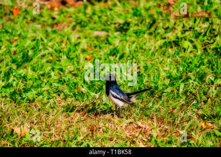 Dieses einzigartige Bild zeigt eine schöne Thai Vogel im Gras sitzen in der weltberühmten Stadt park Lumpini Park in Bangkok. Stockfoto