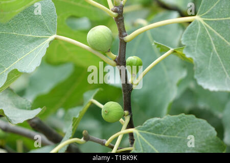 Raw bild Früchte auf Zweig und Blätter, horizontal, full frame Stockfoto