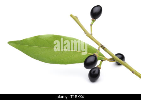 Daphne Blätter und Früchte auf weißem Hintergrund Stockfoto