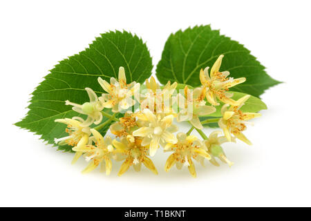 Frische linden Blumen und Blätter auf weißem Hintergrund Stockfoto