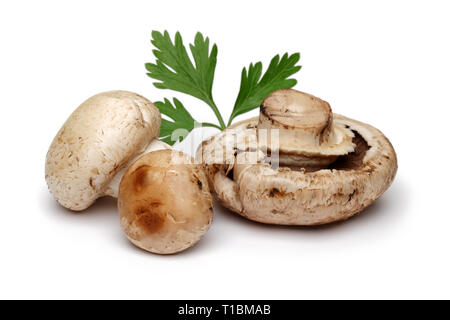 Pilze und Petersilie auf weißem Hintergrund Stockfoto