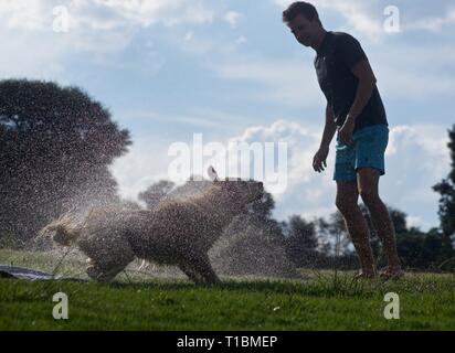 Nasser Hund schüttelte das Wasser in einem Park Stockfoto