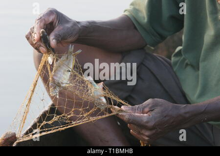 Ein Fischer am Viktoriasee fängt drei kleine unreife Fische mit einem Netz, das illegal ist, da seine Abmessungen zu klein sind. Stockfoto