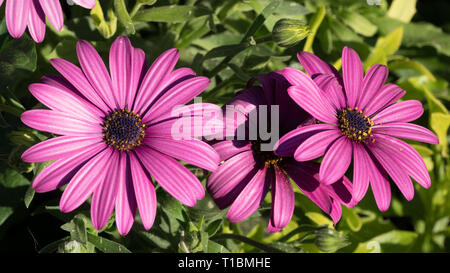 Dimorphotheca ecklonis Margarita Morada lila daisy Osteospermum Stockfoto