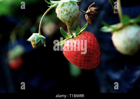 Frische der Erdbeere auf Baum im Hof. Stockfoto