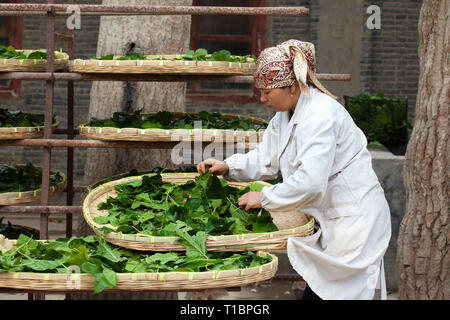 Frau, die Maulbeerblätter sortiert, bereit, Seidenraupe zu füttern, Atlas Silk Workshop, Hotan, Xinjiang Autonome Region, China. Stockfoto