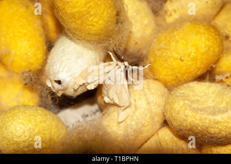 Seidenraupenkokons, Atlas Silk Workshop, Hotan, Autonome Region Xinjiang, China. Stockfoto