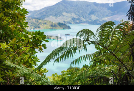 Marlborough Sounds wie von der Queen Charlotte Track Wanderweg durch den üppigen tropischen Grün in der Südinsel von Neuseeland gesehen Stockfoto