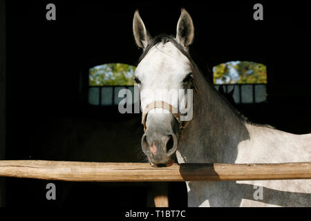 Neugierig graue Pferd für Kameras bei stabilen Tür posiert. Schöne junge Stute mit Blick über den Zaun in den Ställen Stockfoto