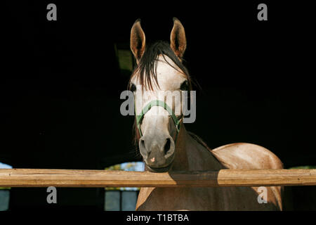 Neugierig graue Pferd für Kameras bei stabilen Tür posiert. Schöne junge Stute mit Blick über den Zaun in den Ställen Stockfoto