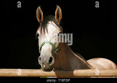 Neugierig graue Pferd für Kameras bei stabilen Tür posiert. Schöne junge Stute mit Blick über den Zaun in den Ställen Stockfoto