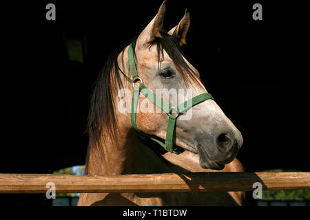 Neugierig graue Pferd für Kameras bei stabilen Tür posiert. Schöne junge Stute mit Blick über den Zaun in den Ställen Stockfoto
