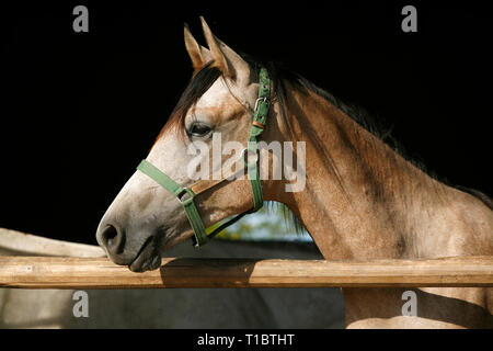 Neugierig graue Pferd für Kameras bei stabilen Tür posiert. Schöne junge Stute mit Blick über den Zaun in den Ställen Stockfoto