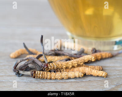 Wählen Sie Fokus der Pilz Cordyceps (CHONG CAO) diese Kräuter. Mit einem Glas Wasser, Wasser aus dem Ophiocordyceps sinensis Hinzufügen extrahieren. Arzneimittel Prop Stockfoto