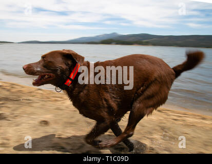 Labrador Stockfoto