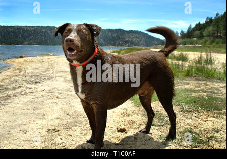 Labrador Stockfoto