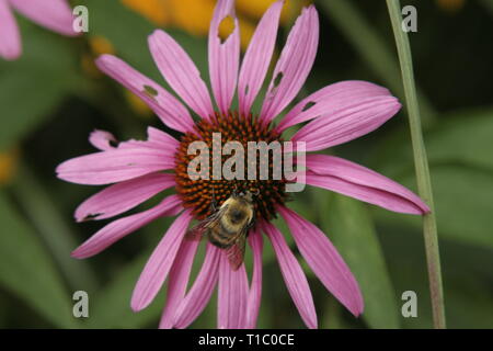 Bienen auf einer Blume Stockfoto