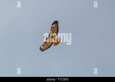 Hawk 305 Meter hoch über der Pike National Forest in den Colorado Rockies früh am Morgen Stockfoto