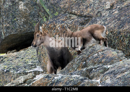 Alpensteinbock (Capra ibex) Weibchen mit Jungen/kid in der Felswand im Winter im Nationalpark Gran Paradiso, Alpen, Italien Stockfoto