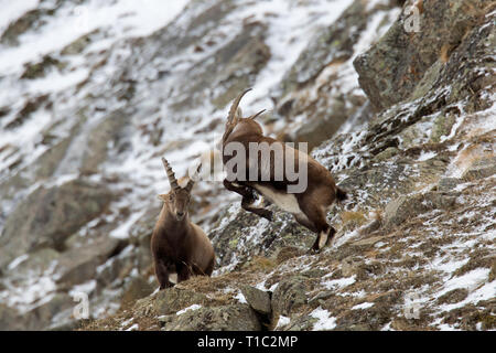 Zwei junge Steinböcke (Capra ibex) Männer kämpften am Berghang während der Brunft im Winter Nationalpark Gran Paradiso, Alpen, Italien Stockfoto