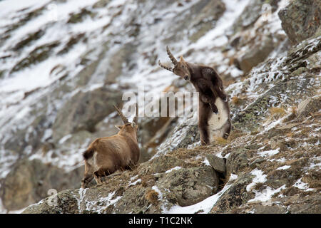 Zwei junge Steinböcke (Capra ibex) Männer kämpften am Berghang während der Brunft im Winter Nationalpark Gran Paradiso, Alpen, Italien Stockfoto