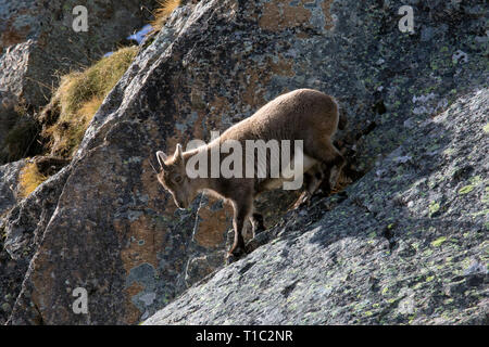 Alpensteinbock (Capra ibex) Kind/Jugendliche/Kinder absteigend Felswand am Berghang im Winter in den Alpen Stockfoto