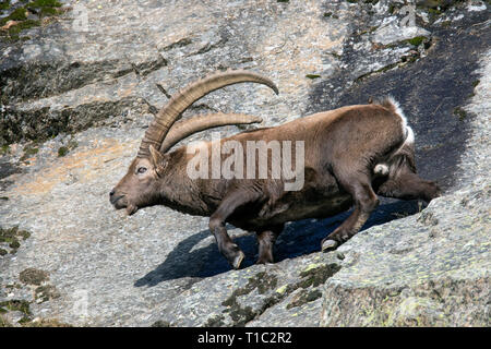 Alpensteinbock (Capra ibex) männlich mit großen Hörnern verfahren Felswand am Berghang im Herbst, Nationalpark Gran Paradiso, Alpen, Italien Stockfoto