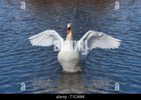 Ein Snowy White Höckerschwan steigt aus dem Plätschern des Wassers eines blauen See. Es steigt, der Schwan öffnet seine Flügel wie ein Engel in den Himmel schweben. Stockfoto