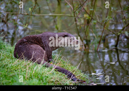 Der Eurasische Fischotter (Lutra lutra), auch Europäischer Fischotter, Eurasischen river Otter bekannt Stockfoto