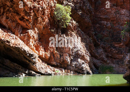 Smaragdgrüne Wasser der Simpsons Gap, Northern Territory, Australien Stockfoto