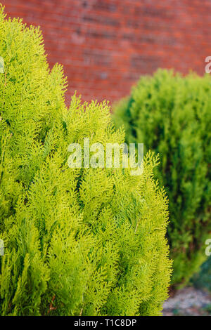 Thuja Nadelholz Anlage gegen Red Brick Wall Textur. Grünen geblümten leere Hintergrund Stockfoto