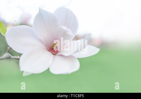 Magnolienblüte auf Magnolienbaum. Stockfoto